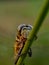 Green dragonfly perched on the grass