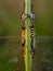 Green dragonfly perched on the grass