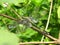 The Green Dragonfly perches on the branch of tree