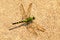 A Green Dragonfly Resting on Warm Concrete