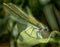 A green dragonfly sits on a green plant and rests. Insect in summer. European nature. Macro close-up.