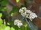 Green dragonfly sitting on blooming common Valerian Valeriana officinalis