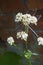 Green dragonfly sitting on blooming Valeriana