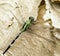 Green dragonfly stay on the paper background