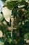 Green dragonfly in the wild nature sits on the leaves of a tree