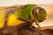 A green dragonfly on wood with out of focus background