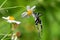 The Green Dragontail butterfly gathering pollen and flying