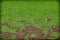 Green and dry grass,Patterned field of green grass sports field