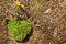 Green dry moss with wild purple and yellow flowers on a forest litter from needles and cones.