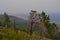 Green dry trees stand against the background of the shore of lake Baikal in the fog, in smoke, warm light