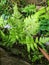 the green Dryopteris carthusiana plant