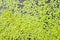 Green duckweed