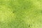 Green duckweed background