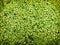 Green Duckweed covered