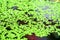 green duckweed floating on water surface in dirt tank