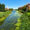 Green duckweed and other vegetation on the river that runs through the city