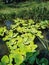 Green duckweeds water plant natural