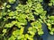 Green duckweeds water plant natural fresh