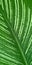 Green dumb cane leaf background