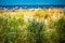 Green Dune Grass at Beach