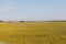 Green dune grass landscape and bridge