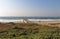 Green Dune Vegetation Pier and Beach Coastal Landscape