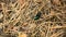 Green dung beetle crawls in forest