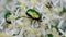 Green dung-beetle protaetia aeruginosa bugs on white flowers closeup, meadow insect heap, flower nature, summer environment