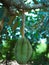 Green durian hanging from the tree is ripe to eat.