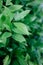 Green dusty laurel leaves closeup