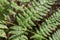 Green eagle fern closeup selective focus