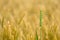 Green ear of grain on the background of yellow  sunny summercereal field