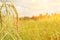 Green ear of rice in paddy rice field under sunrise