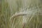 Green ear of wheat in the field in focus
