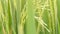 Green Ears of Organic Rice Swinging on Wind at Paddy Field. 4K, Slowmotion Natural Farming Background Concept. Bali