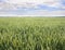 Green ears of wheat on the field in ripening period in summer on background cloudy sky