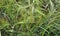 Green ears of wheat during spring ripening