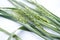 Green ears of wheat on a white background