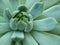 Green Echeveria succulent rosette close-up