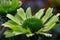Green Echinacea
