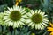 Green Echinacea flowers with flies on petals in a summer garden