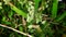 green echinatus cynosurus or stargrass grass