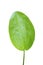 Green Echinodorus palifolius leaf isolated on white