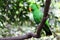 Green Eclectus Parrot