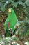 Green eclectus parrot