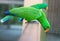 Green eclectus parrot
