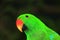 Green Eclectus parrot head view