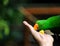 Green Eclectus parrot takes food from a hand and also takes a bite.