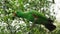 green eclectus parrot on wood tree brach