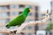 Green eclectus parrots.